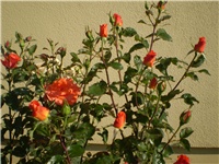 07fe4c27-Picture 227.jpg